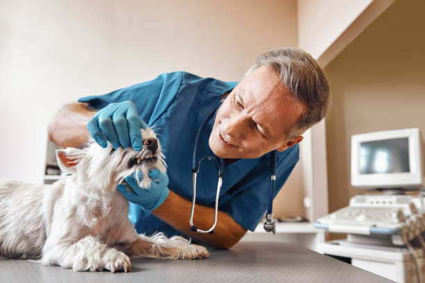Best Root Canal Emergency Dentist  in Bowling Green, FL